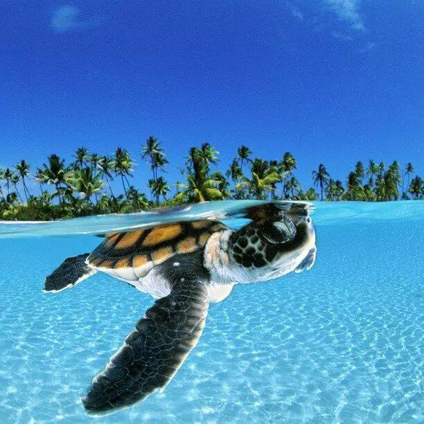 Sea turtle